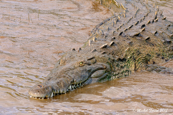 Crocodile sur la rivière Tarcoles