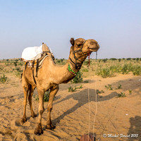 Dromadaire dans le désert du Thar