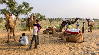 Dromadaire dans le désert du Thar