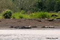 Crocodile sur la rivière Tarcoles