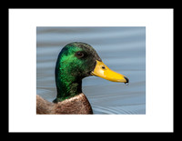 Canard colvert