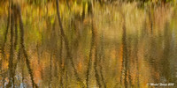 Chaleur d'automne
