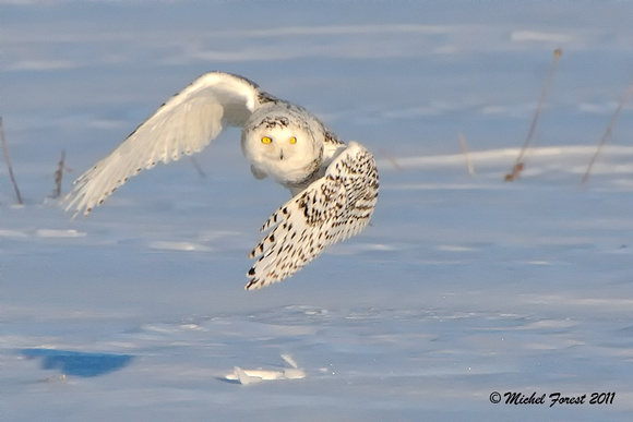 Harfang des neiges