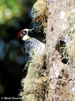 Pic glandivore