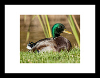 Canard colvert