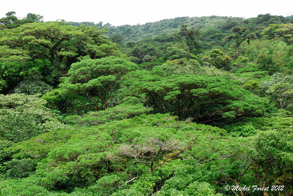 Canopée dans la réserve Selvatura dans le Monteverde
