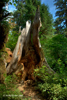 La Rain Forest