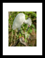 Aigrette neigeuse