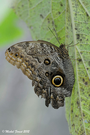 Papillon morpho