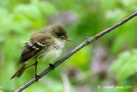 Moucherolle sp.