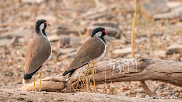 Oiseaux du parc Ranthambore