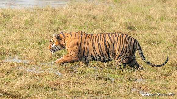 Le tigre du Bengale
