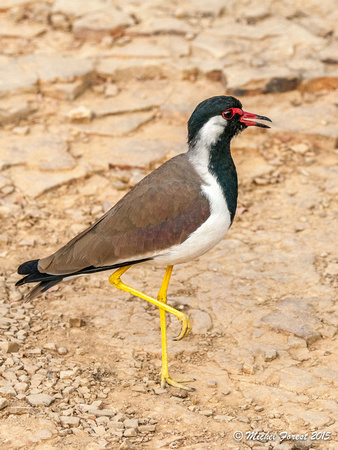 Oiseaux du parc Ranthambore