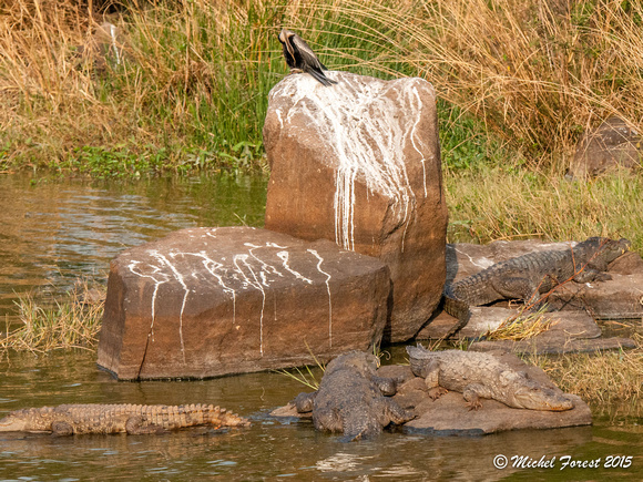 Crocodiles du parc Ranthambore