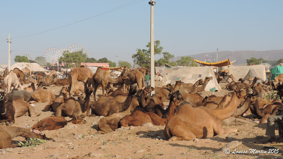 La foire aux chameaux de Pushkar