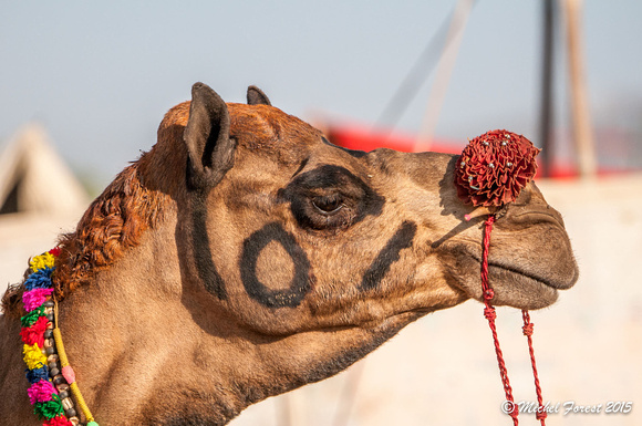 La foire aux chameaux de Pushkar