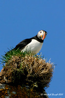 Macareux moine