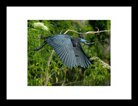 Aigrette bleue