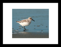 Bécasseau sanderling