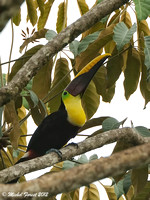 Toucan