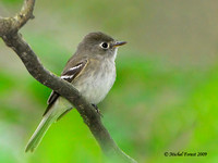 Moucherolle sp.
