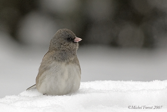 Junco ardoisé
