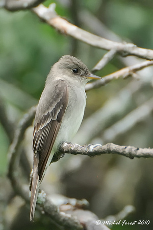Moucherolle phébi