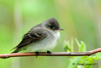 Moucherolle sp.