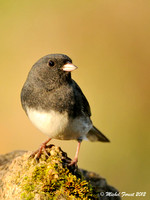 Juncos