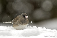 Junco ardoisé