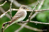 Moucherolle phébi