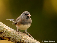 Junco ardoisé