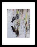 Aigrette roussâtre
