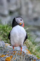 Macareux moine