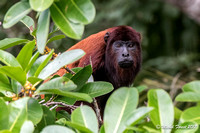 Amazonie