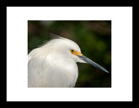 Aigrette neigeuse