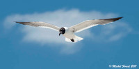 Mouette atricille