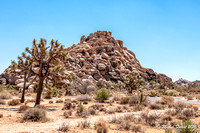 Joshua National Park