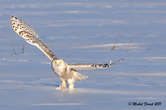 Harfang des neiges