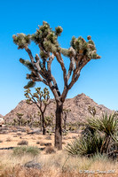Joshua National Park