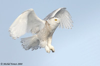Harfang des neiges