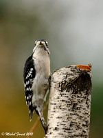 Pic mineur