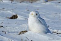 Harfang des neiges