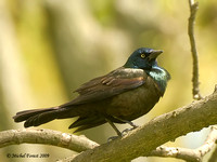 Quiscale bronzé