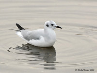 Mouette de Bonaparte