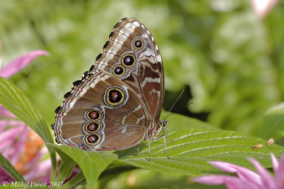 Papillon en liberté au Jardin botanique de Montréal