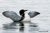 Plongeon huard