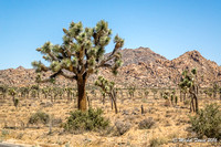 Joshua National Park