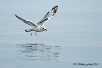 Mouette de Bonaparte