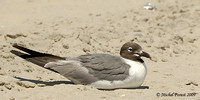 Mouette atricille